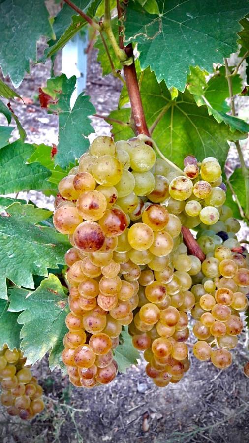 Agriturismo Pian Del Duca Vesime Εξωτερικό φωτογραφία